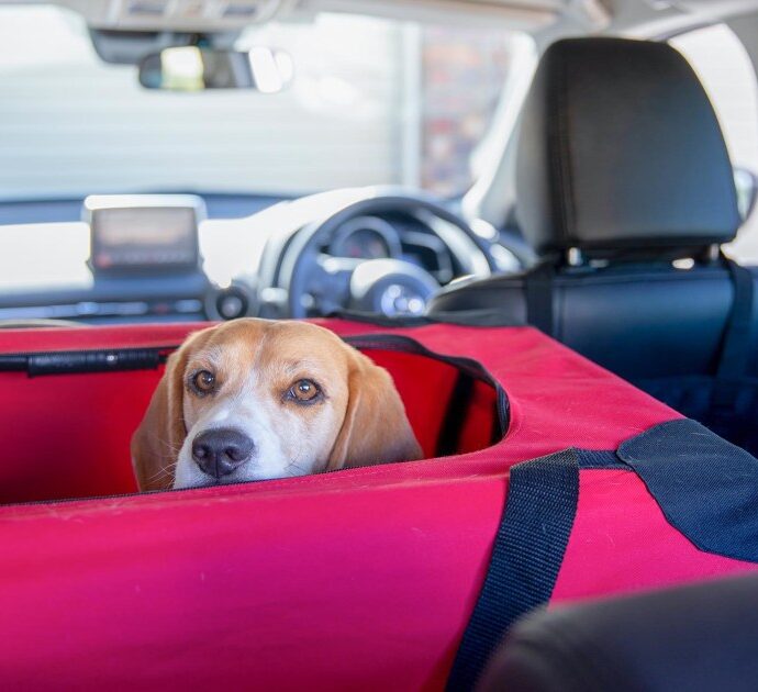 How to Make Your Car Comfortable for Your Pet