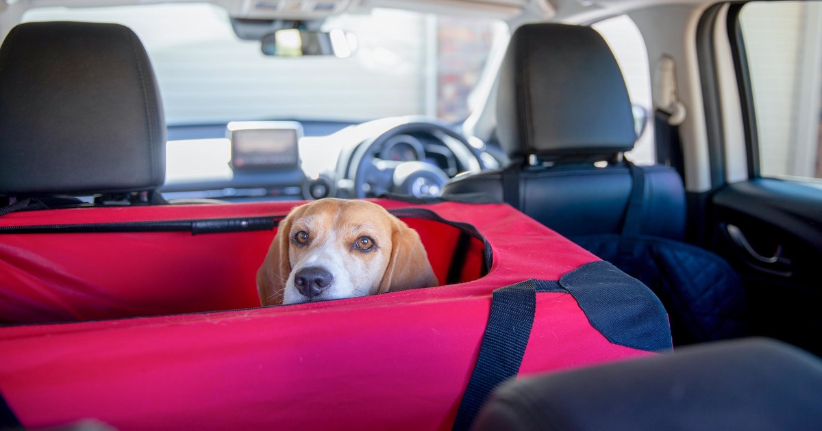 How to Make Your Car Comfortable for Your Pet